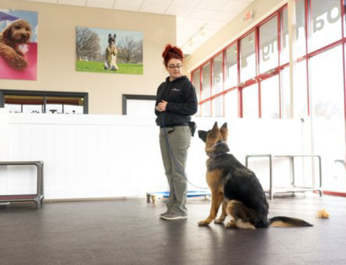 No Leash Needed | Lake St. Louis, MO